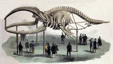 Uno scheletro di balena al Royal College of Surgeons di Londra. Incisione del XIX secolo