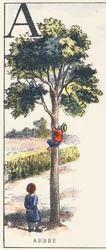 A: albero