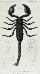 Scorpione africano - Tavola di Storia Naturale