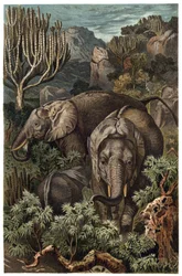 Elefante africano (Loxodonta) - incisione da 