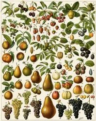 Agricoltura: Tavola botanica che rappresenta frutti commestibili (ciliegia, lampone, fragola, mirtillo, pesca, albicocca, noci, uva, pera, nocciola, fico, mela, prugna...). Litografia a colori.