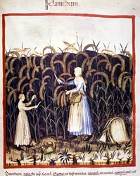 Agricoltura. Raccolta del panico (cereale). Miniatura dal "Tacuinum sanitatis"