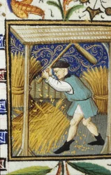 Rappresentazione allegorica di Agosto. Un contadino che batte il grano. Miniatura di un manoscritto del XIV secolo.