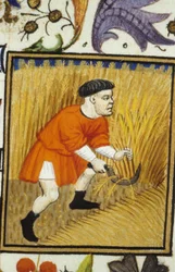 Rappresentazione allegorica di luglio. Raccolto: un contadino che falcia il grano dorato. Miniatura di un manoscritto del XIV secolo