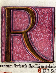 Alfabeto: lettera miniata R