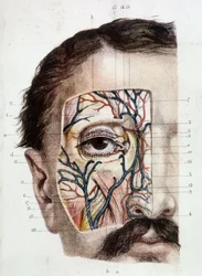 Tavola anatomica sull
