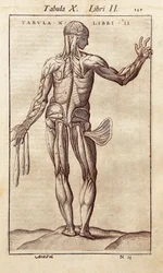 Tavola anatomica che rappresenta un uomo di schiena. Incisione in "Anatomia Corporis Humani" di Juan Valverde De Amusco (1525-1588). Barcellona. Biblioteca de Catalunya