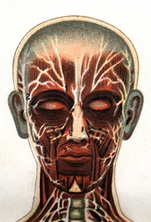 Anatomia: sezione trasversale del cranio umano, sezione vista dal davanti rappresentante il sistema muscolare. "La nuova medicina naturale" di F.E. Bilz. 1898