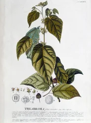 Pianta di tè Arbroma - tavola botanica