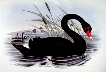 Cigno nero (Cygnus atratus) - da Uccelli dell