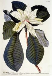 Tavola botanica: Magnolia, fiore e ramo. XIX secolo