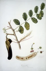 Tavola botanica: ramo di carrubo (Carobba).