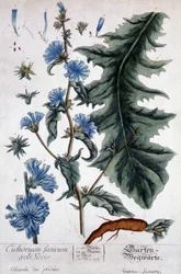 Tavola botanica: cicoria dei giardini