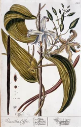 Tavola botanica della vaniglia (vanilla offic) - XIX secolo