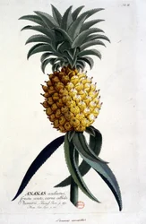 Tavola botanica: ananas. n.d. XIX secolo