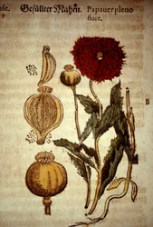 Tavola botanica: papavero. Da 