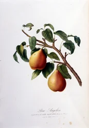 Tavola botanica che rappresenta la pera angelica. 1820-1822