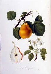 Tavola botanica che rappresenta la pera campana. 1820 - 1822