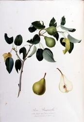 Tavola botanica che rappresenta la pera campana. 1820 - 1822.