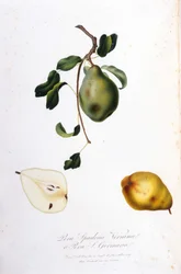 Tavola botanica che rappresenta la pera spadona. 1820 - 1822.