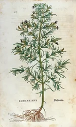 Tavola botanica: rosmarino (rosmarinus). Erbario di Leonhard Fuchs, 