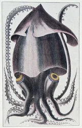 Calamaro brasiliano - dopo Denys Montfort in "Histoire naturelle générale et particulière des mollusques", Parigi