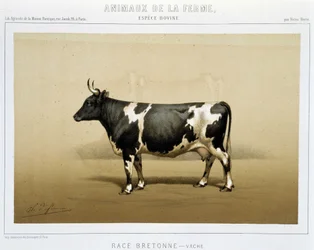Mucca bretone