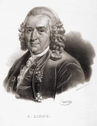 Carl Von Linné naturalista e scrittore svedese (1707 - 1778)