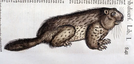 Castoro - in 