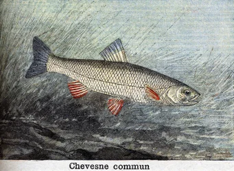 Chevense commun, incisione del 1898