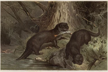 Lontra cilena - lontra del fiume meridionale, Lontra provocax - incisione da 