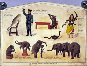 Circo: una tavola che rappresenta diversi tipi di spettacoli di animali ammaestrati con foche, elefanti, orsi, serpenti. Illustrazione del XIX secolo