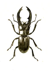 Coleotteri: Hexarthrius Buqueti o Lucanus