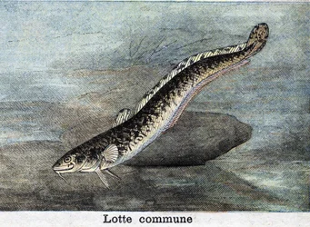 Lotte comune, incisione del 1898