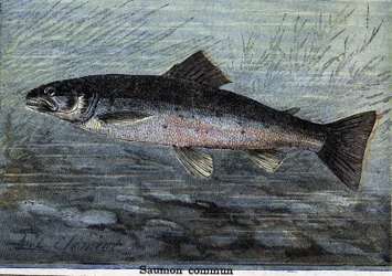 Salmone comune. Incisione del 1897