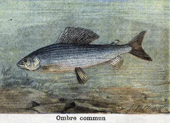 Incisione “Ombra comune” del 1898