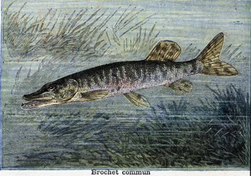 Luccio comune. Incisione del 1897