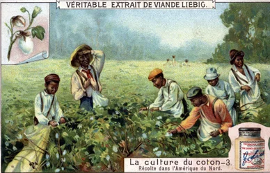 Coltivazione del cotone in Nord America. Cromolitografia Liebig del XIX secolo