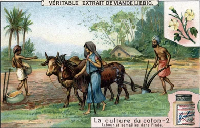 Coltivazione del cotone: aratura e semina in India. Cromolitografia, immagine Liebig