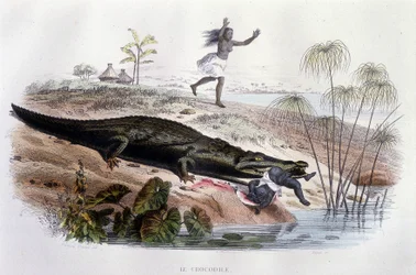 Coccodrillo che divora un bambino - in "Histoire Naturelle" di Lacépède, ed. Furne, Parigi