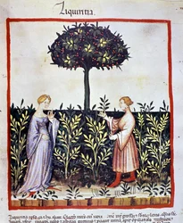 Coltivazione di piante medicinali: raccolta della liquirizia (legno o radice). Miniatura dal "Tacuinum sanitatis"