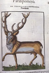Cervo dopo Historiae animalium di Konrad Gesner, Tiguri