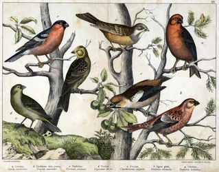 Diverses illustration of birds "Storia" degli uccelli naturali". ed. Hoepli, Milano