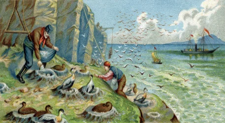 Produzione di piumino a Nuova Zemble, Russia: uomini incaricati di raccogliere uova e piume devono arrampicarsi sulle rocce per raggiungere i nidi. Cromolitografia del XIX secolo