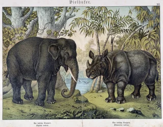 Elefante e rinoceronte - in "Natural histories of mammals", ed. Schreiber, Monaco
