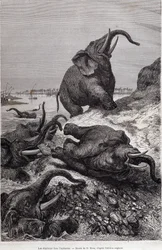 Elefanti che scalano la riva di un fiume, nel racconto di una spedizione in Africa Centrale commissionata da Sir Samuel White Baker, "Il giro del mondo"