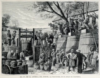 Incisione del 1876 che rappresenta la viticoltura in California nel XIX secolo