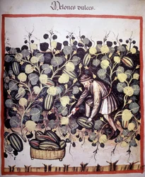 Incisione che rappresenta la raccolta di meloni dal "Tacuinum Sanitatis". B.N, Vienna.