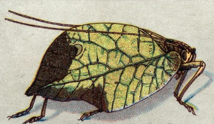 Entomologia: rappresentazione di una foglia vagante, serie di insetti, inizio del XX secolo (cromo)