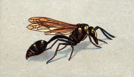 Entomologia: rappresentazione di un arquee guepe, serie sugli insetti, inizio del XX secolo (cromo)